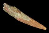 Pterosaur (Siroccopteryx) Tooth - Morocco #101703-1